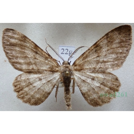 Hypomecis punctinalis (Scopoli, 1763) male Przylepek nakropek Czech22g